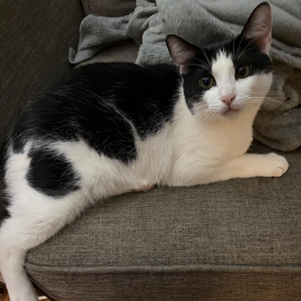 Enlarge Chex, a Adoptable Domestic Short Hair in Port Neches, TX image 4/5