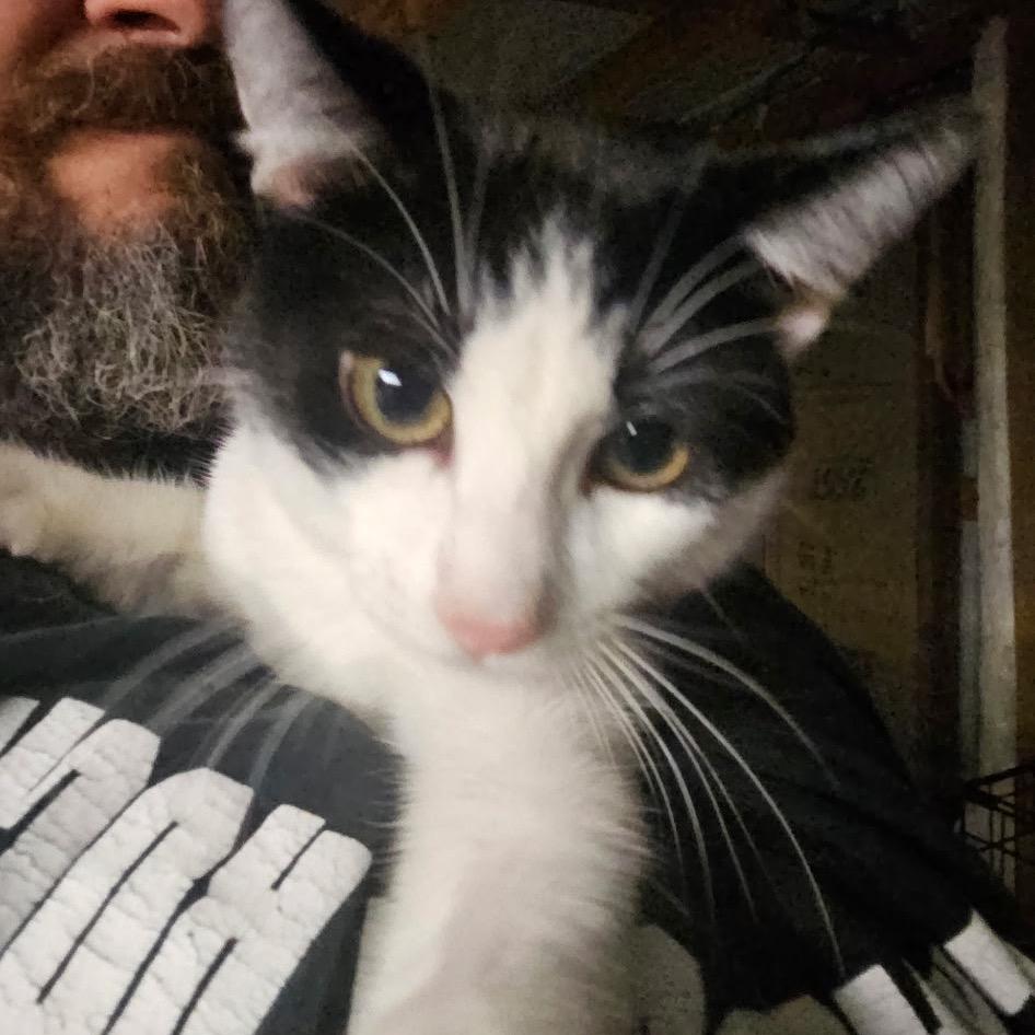 Enlarge Chex, a Adoptable Domestic Short Hair in Port Neches, TX image 5/5