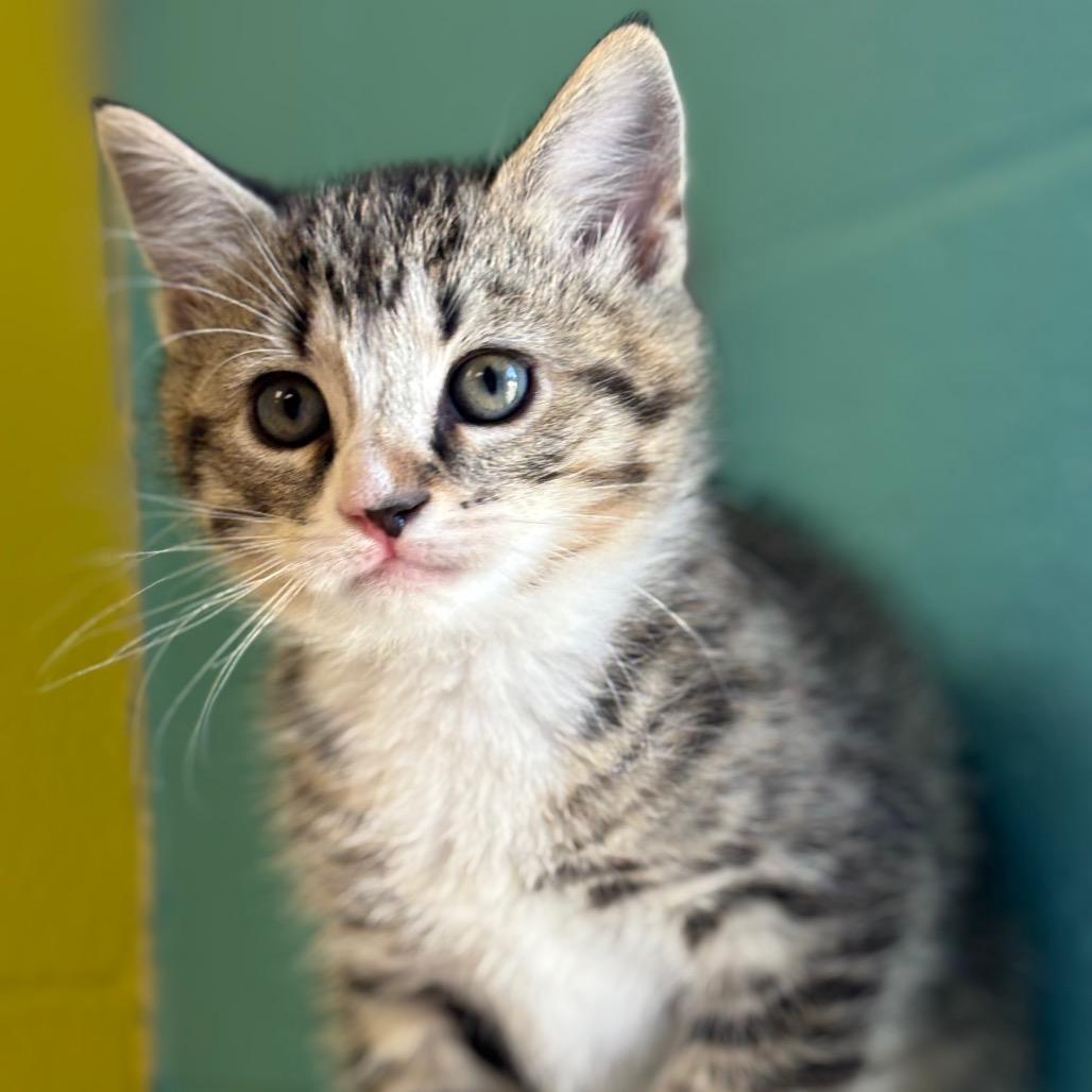 Enlarge Toad, a Adoptable Domestic Short Hair in Roxboro, NC image 1/4