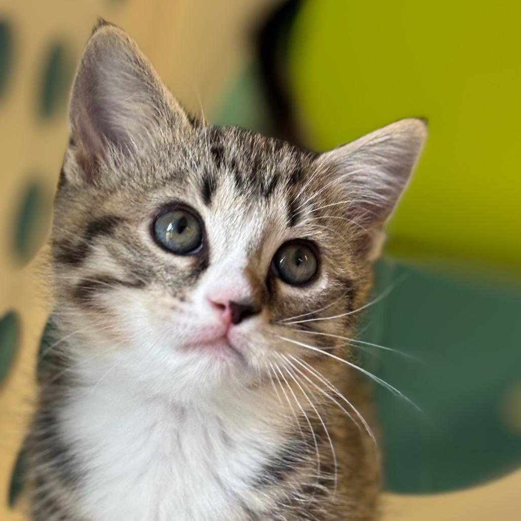 Enlarge Toad, a Adoptable Domestic Short Hair in Roxboro, NC image 2/4