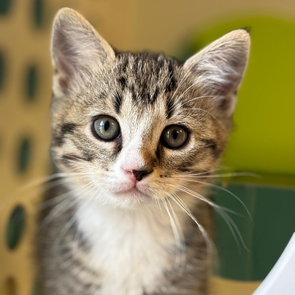 Enlarge Toad, a Adoptable Domestic Short Hair in Roxboro, NC image 3/4