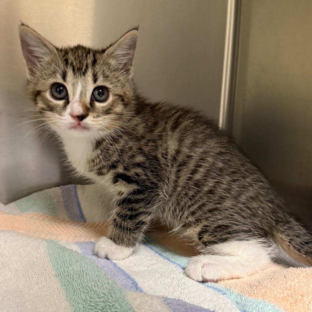 Enlarge Toad, a Adoptable Domestic Short Hair in Roxboro, NC image 4/4
