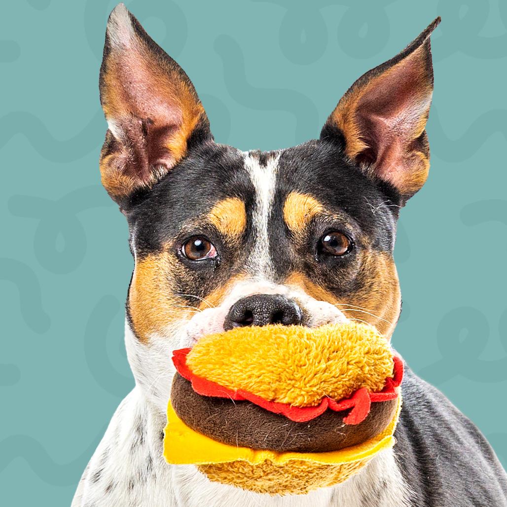 Enlarge Posie, a Adoptable mixed breed in Reno, NV image 2/6