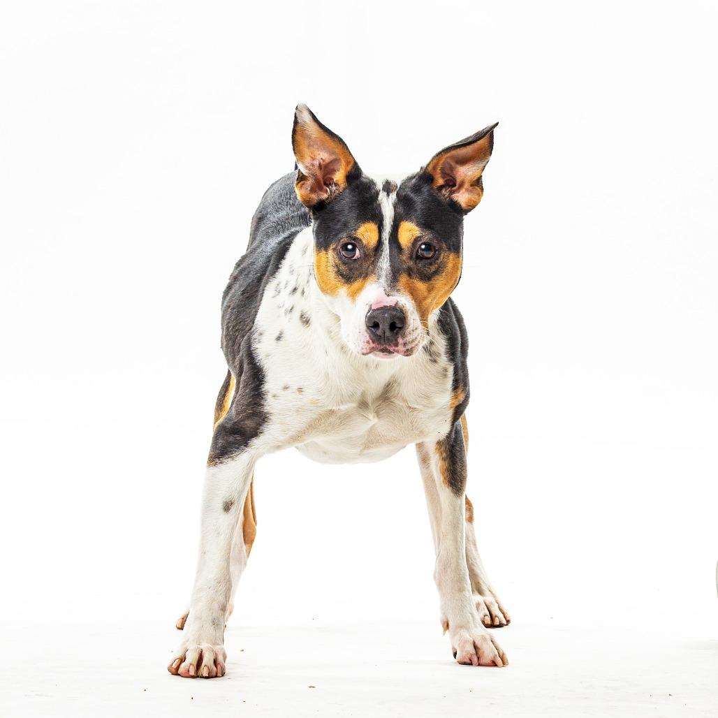 Enlarge Posie, a Adoptable mixed breed in Reno, NV image 3/6