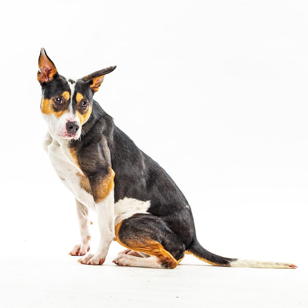 Enlarge Posie, a Adoptable mixed breed in Reno, NV image 4/6