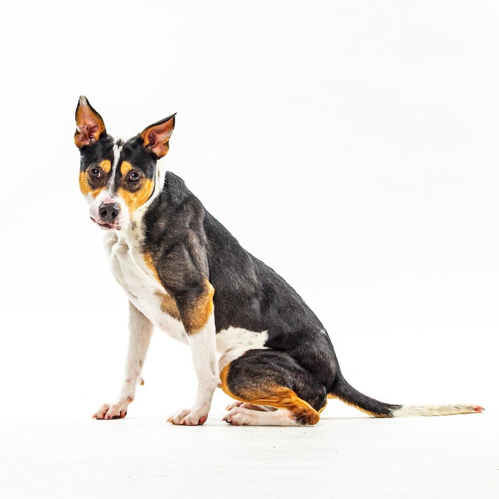 Enlarge Posie, a Adoptable mixed breed in Reno, NV image 5/6