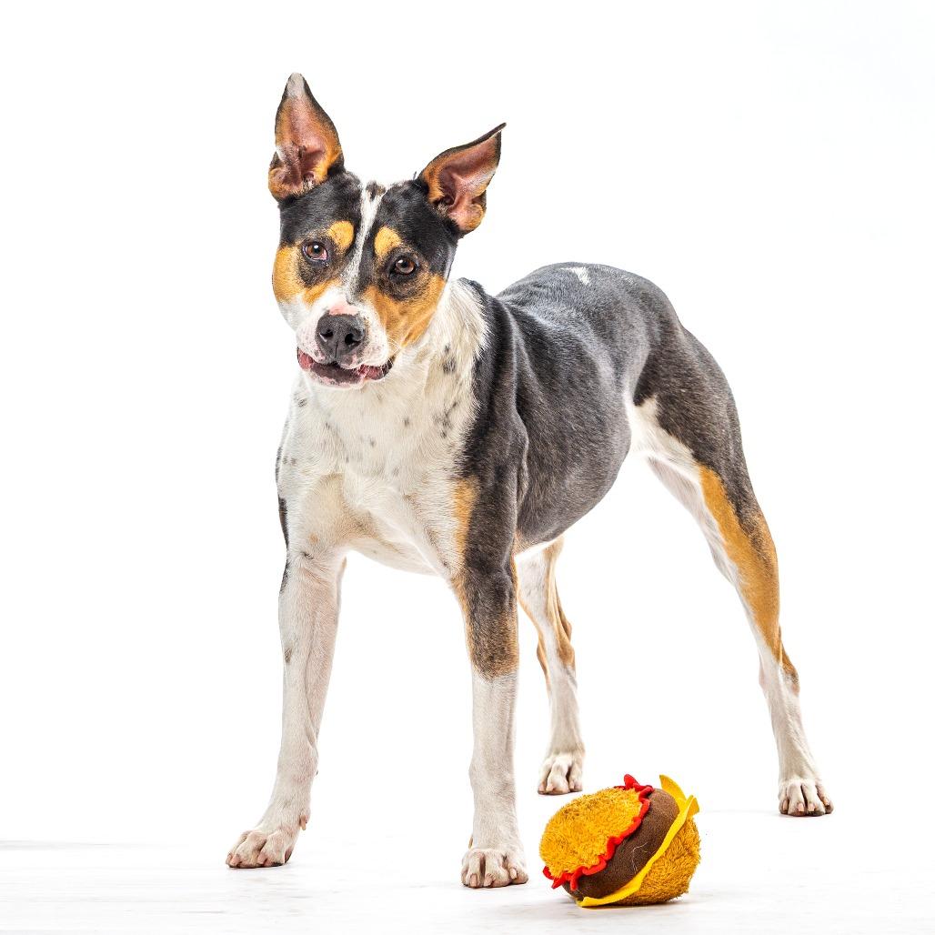 Enlarge Posie, a Adoptable mixed breed in Reno, NV image 6/6