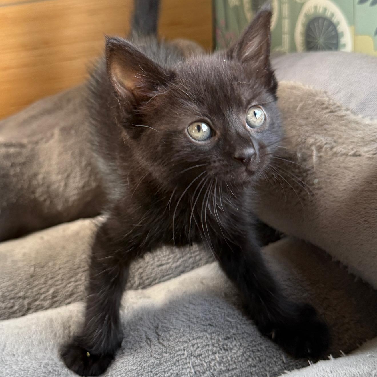 Bear, ADOPTABLE, Kitten Female Bombay.