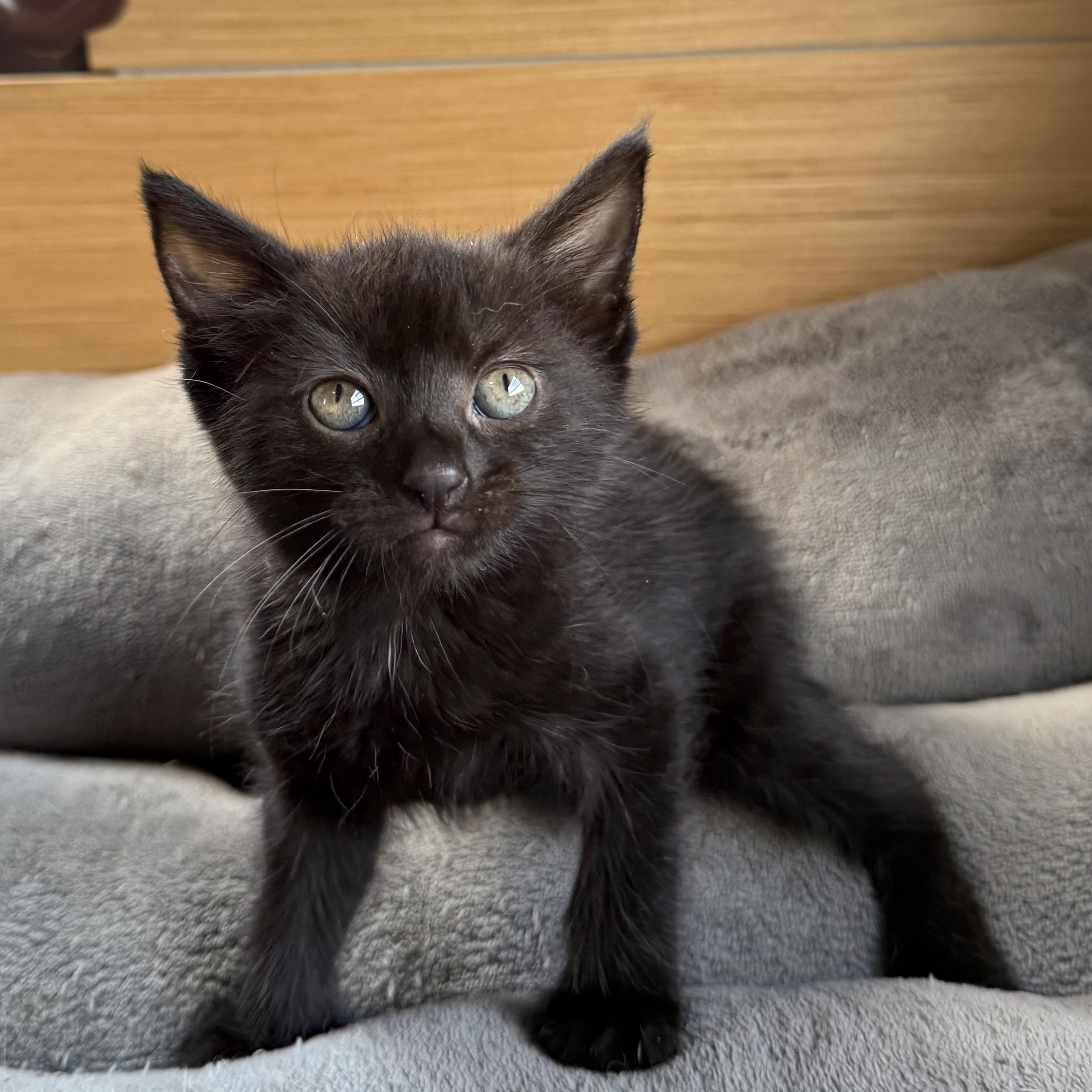 Bear, a ADOPTABLE Bombay in Beaufort, MO image 3/4