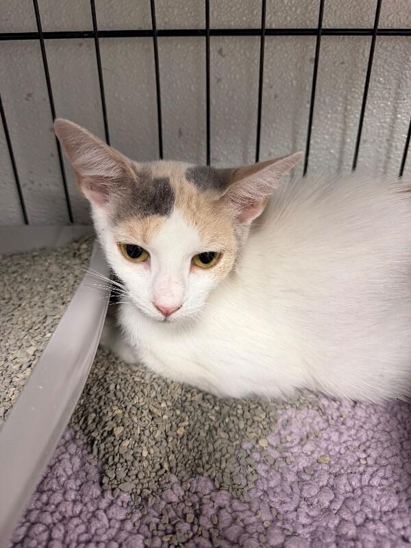 Josie, Adoptable, Young Female Calico.