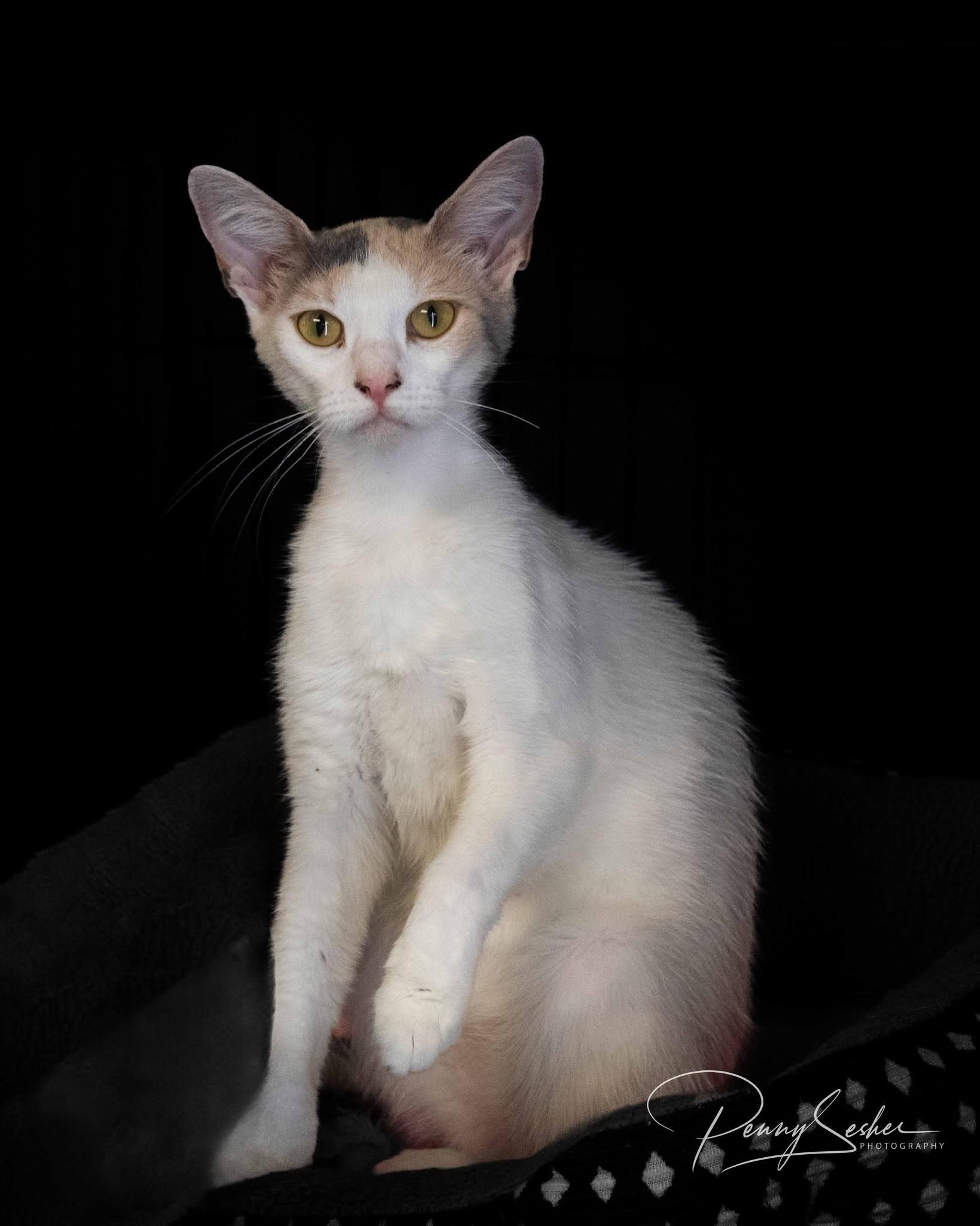 Josie, a Adoptable Calico in Belton, MO image 2/4