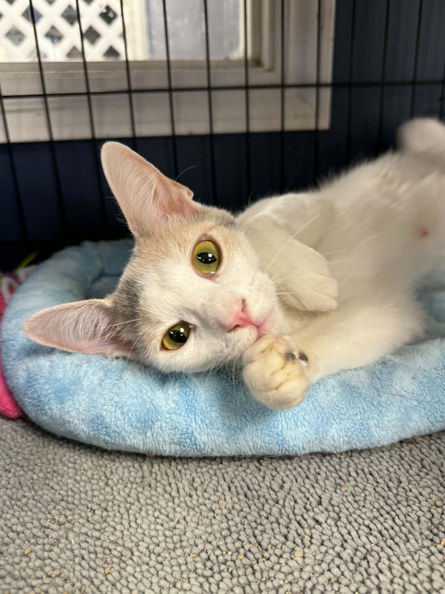 Josie, a Adoptable Calico in Belton, MO image 3/4