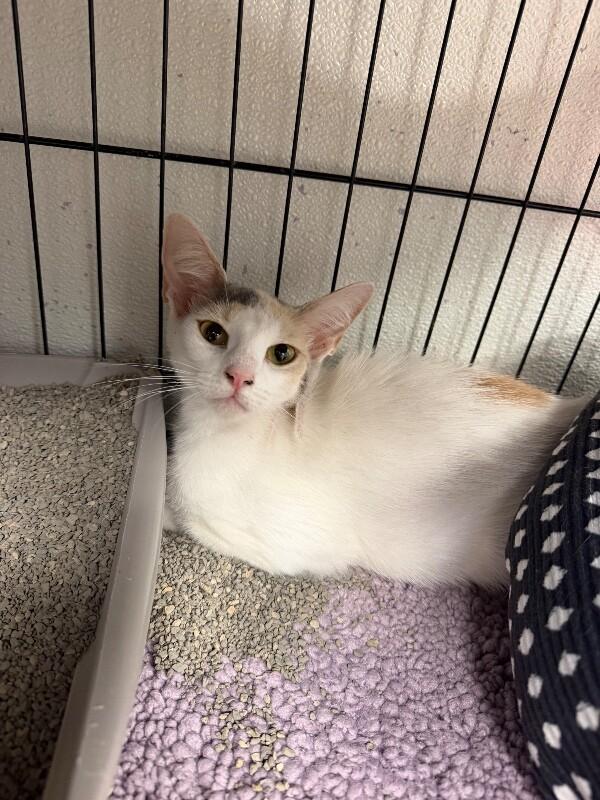 Josie, a Adoptable Calico in Belton, MO image 4/4
