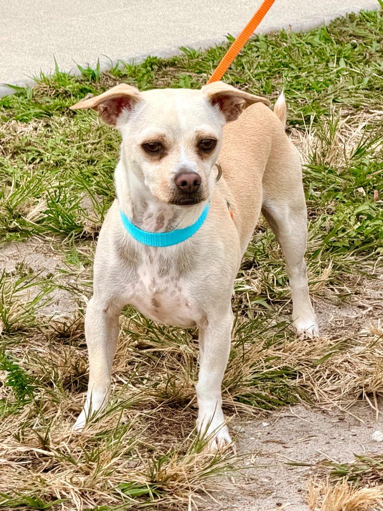 Enlarge Salsa, a Adoptable mixed breed in Cape Coral, FL image 1/5