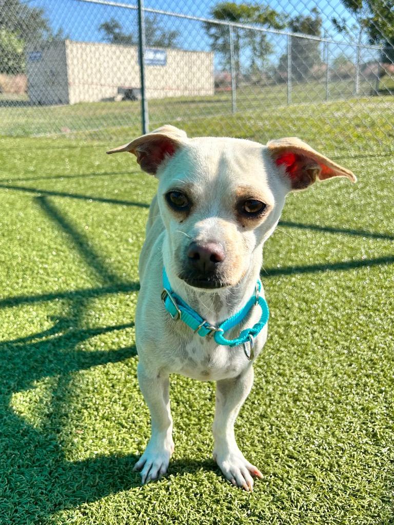 Enlarge Salsa, a Adoptable mixed breed in Cape Coral, FL image 2/5