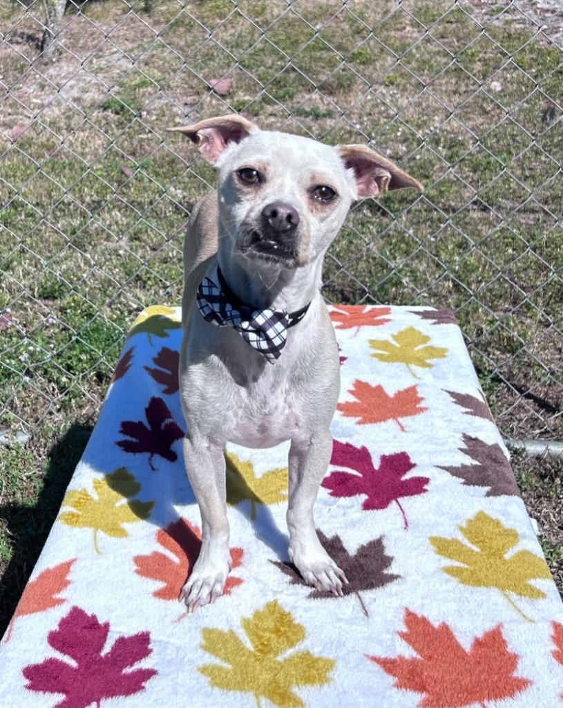Enlarge Salsa, a Adoptable mixed breed in Cape Coral, FL image 3/5