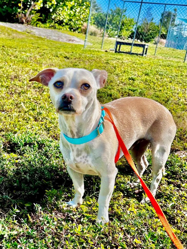 Enlarge Salsa, a Adoptable mixed breed in Cape Coral, FL image 4/5