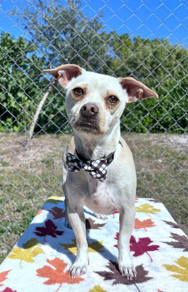 Enlarge Salsa, a Adoptable mixed breed in Cape Coral, FL image 5/5