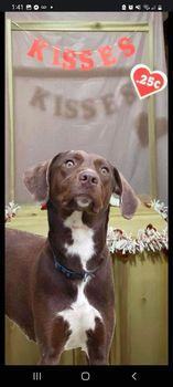 Olivia, a Adopted German Shorthaired Pointer in Canfield, OH image 2/5