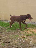 Olivia, a Adopted German Shorthaired Pointer in Canfield, OH image 3/5
