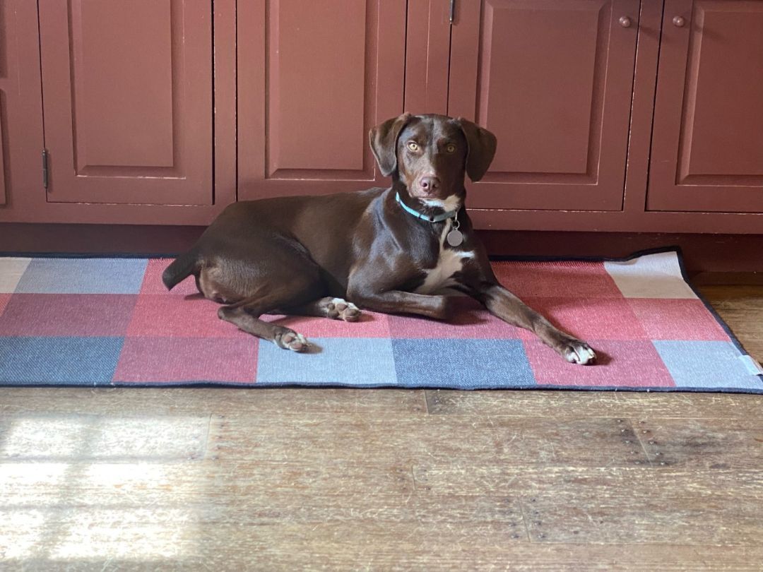 Olivia, a Adopted German Shorthaired Pointer in Canfield, OH image 4/5