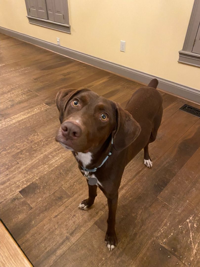 Olivia, a Adopted German Shorthaired Pointer in Canfield, OH image 5/5