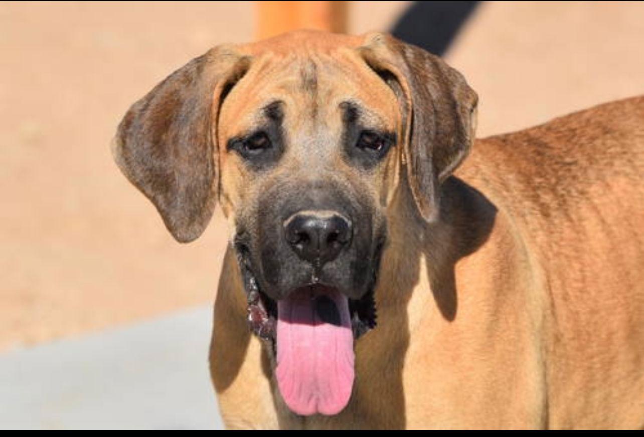 Dewey ADOPTED, Adoptable, Puppy Male Great Dane & Cane Corso.