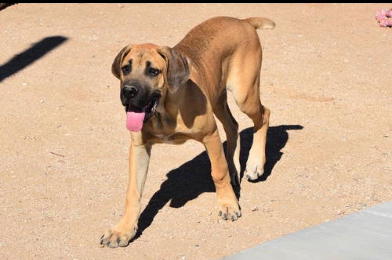 Enlarge Dewey ADOPTED, a Adoptable mixed breed in Glendale, AZ image 2/3