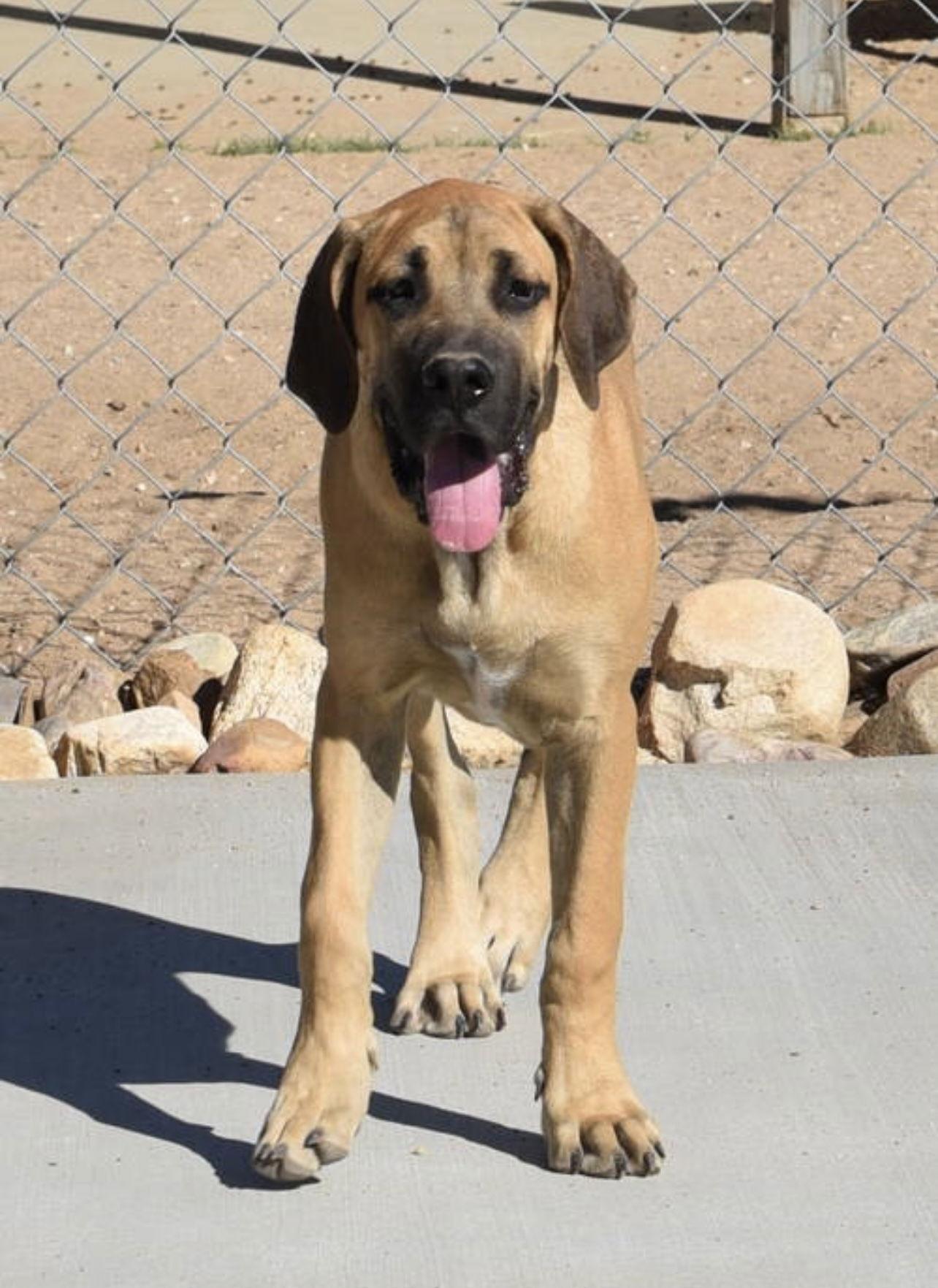 Enlarge Dewey ADOPTED, a Adoptable mixed breed in Glendale, AZ image 3/3
