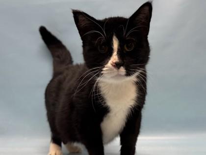 Oreo, Adoptable, Adult Female Domestic Short Hair & Domestic Short Hair.