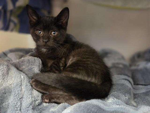 WILLOW, Adoptable, Kitten Female Domestic Short Hair.