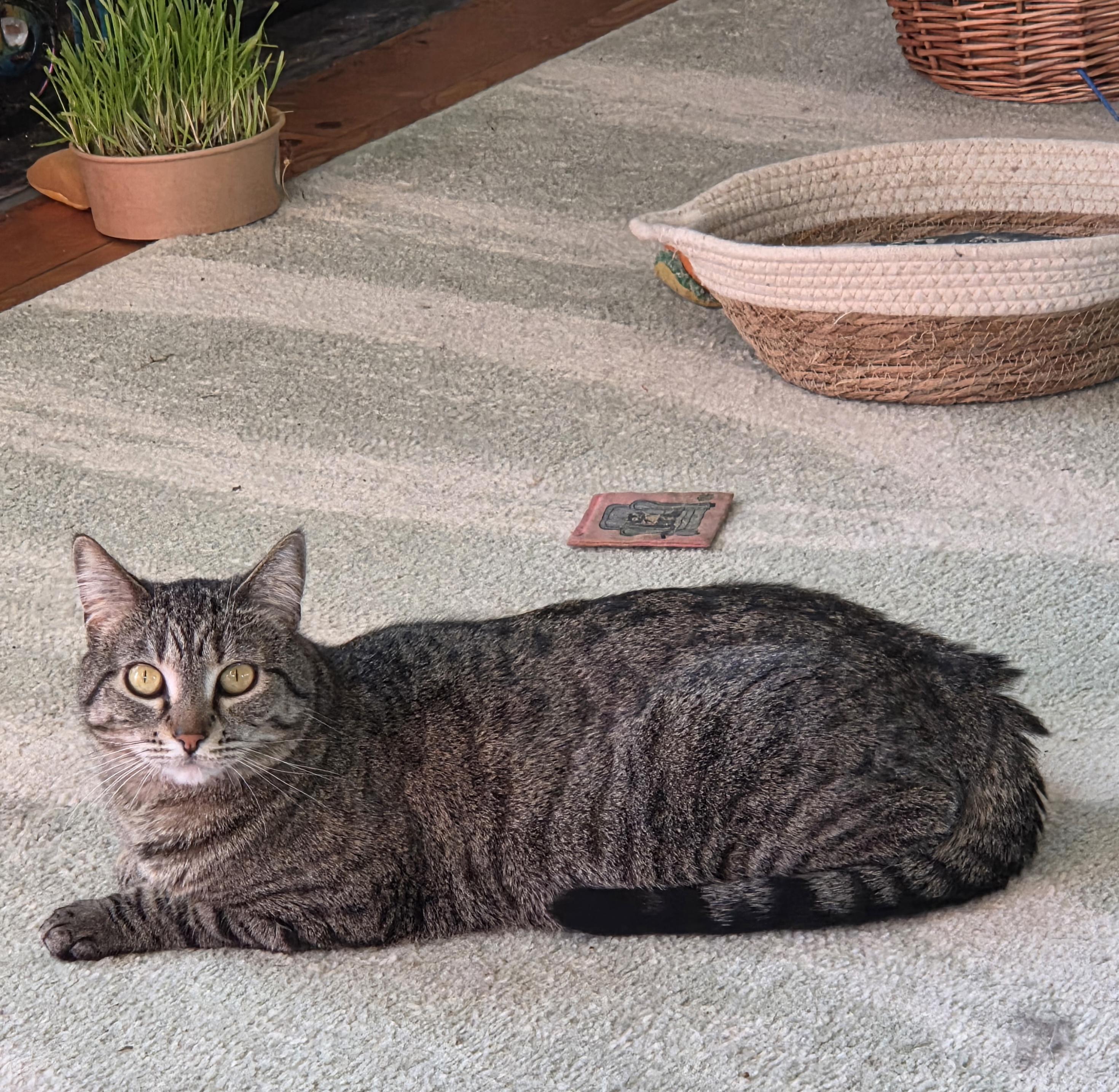 Enlarge Pretzel, a ADOPTABLE Tabby in Minneapolis, MN image 3/6