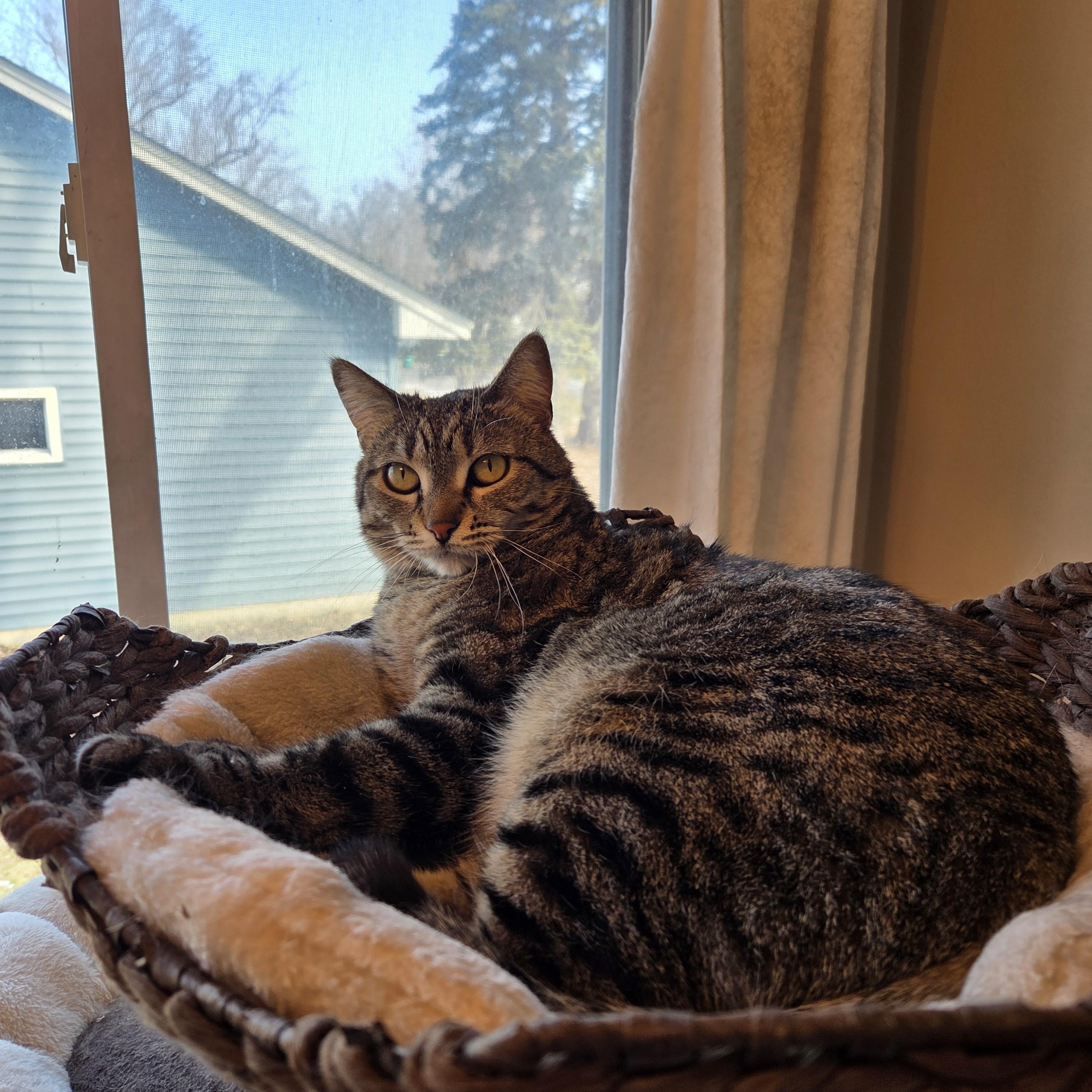 Enlarge Pretzel, a ADOPTABLE Tabby in Minneapolis, MN image 5/6