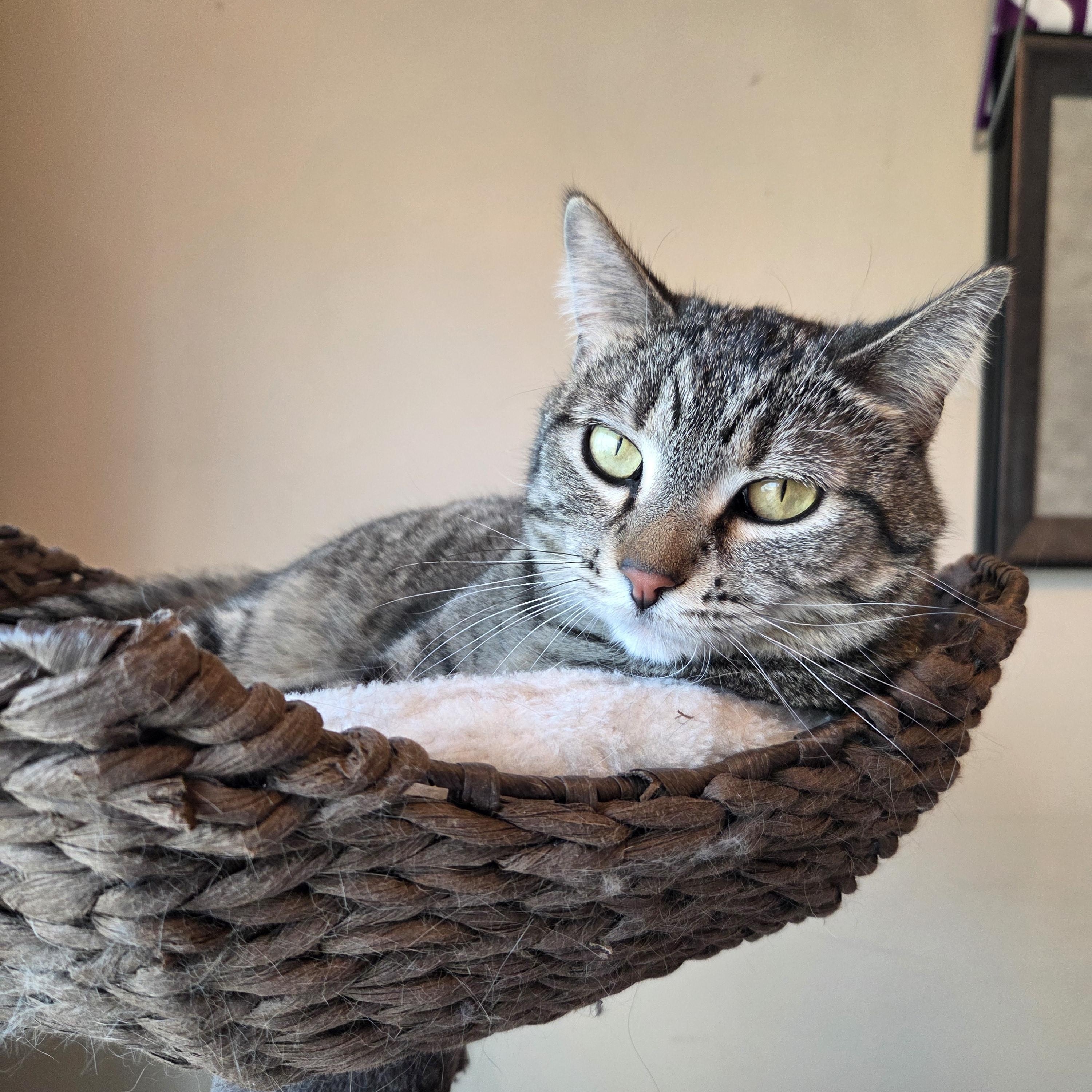 Enlarge Pretzel, a ADOPTABLE Tabby in Minneapolis, MN image 1/6