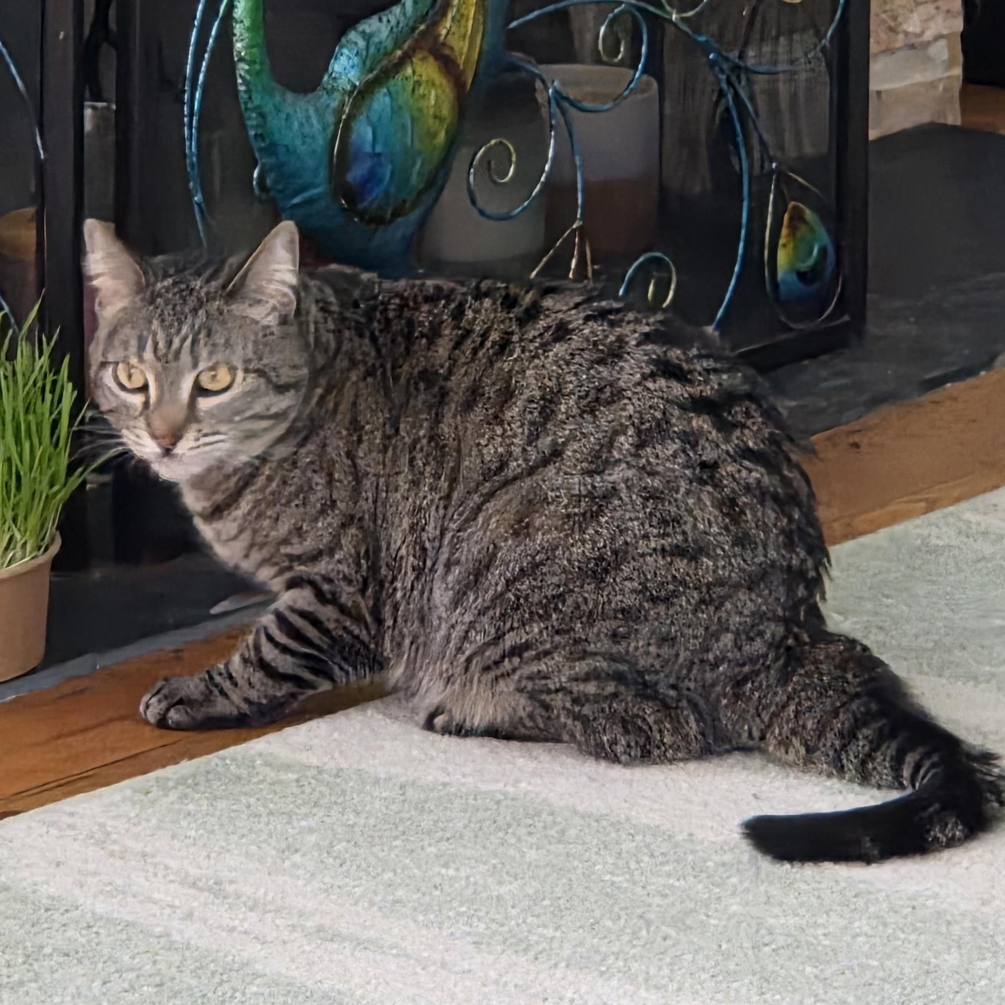 Enlarge Pretzel, a ADOPTABLE Tabby in Minneapolis, MN image 6/6