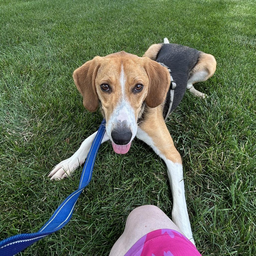 MJ HW +, Adoptable, Adult Male Beagle & Foxhound.