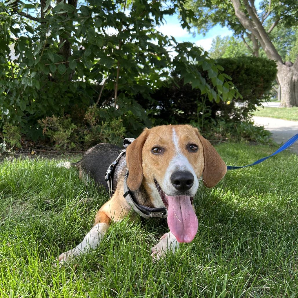 MJ HW +, a Adoptable mixed breed in Northbrook, IL image 2/4