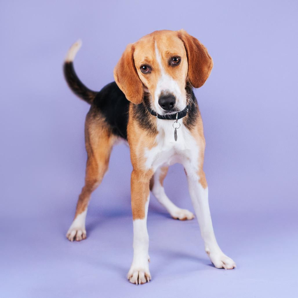 MJ HW +, a Adoptable mixed breed in Northbrook, IL image 4/4