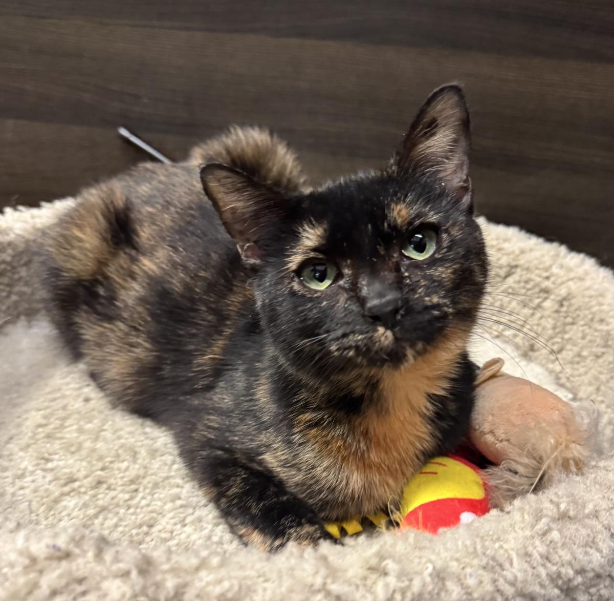 Onica Stone, Adoptable, Kitten Female Tortoiseshell & Domestic Short Hair.