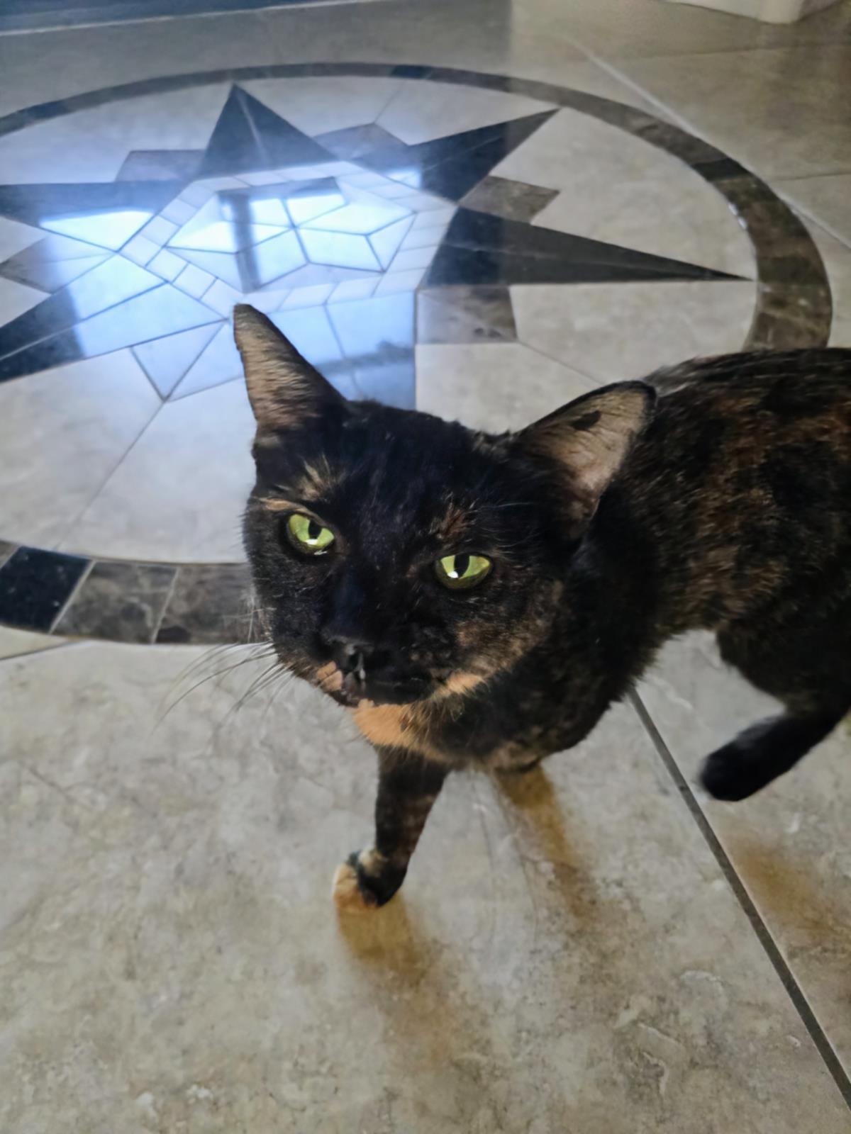 Enlarge Onica Stone, a Adoptable mixed breed in Chandler, AZ image 1/2