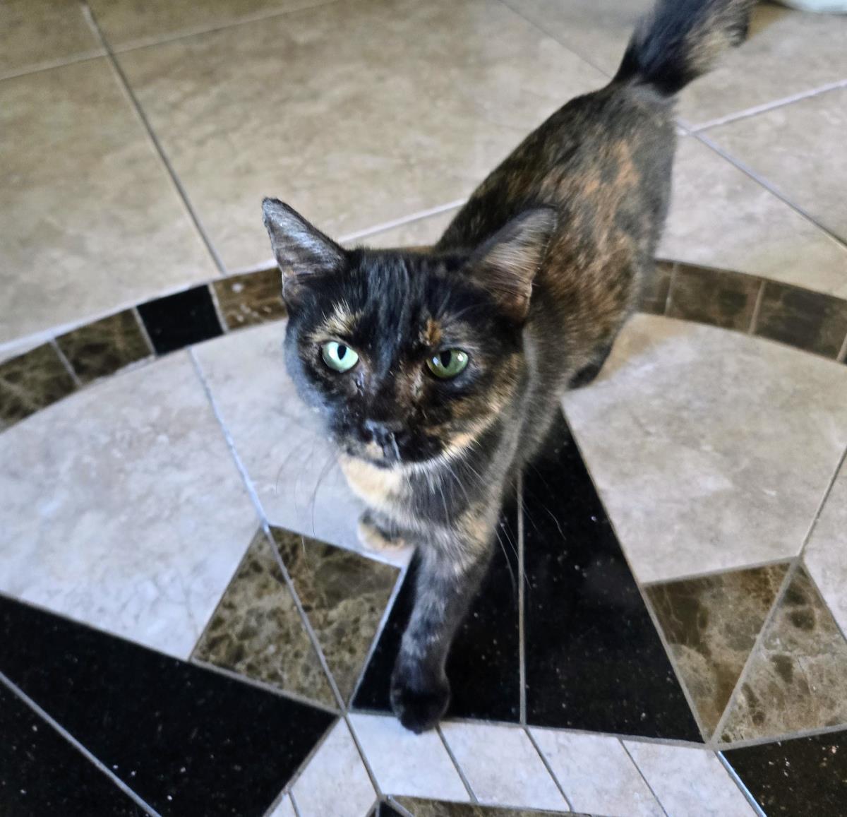 Enlarge Onica Stone, a Adoptable mixed breed in Chandler, AZ image 2/2