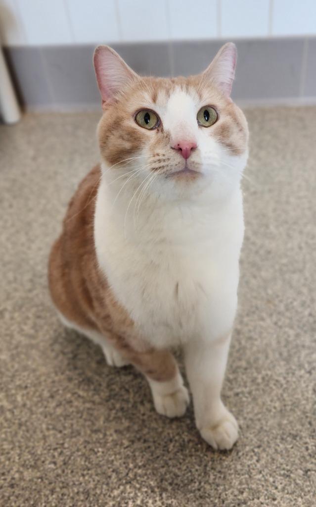 Cheddar, Adoptable, Adult Male Domestic Short Hair.