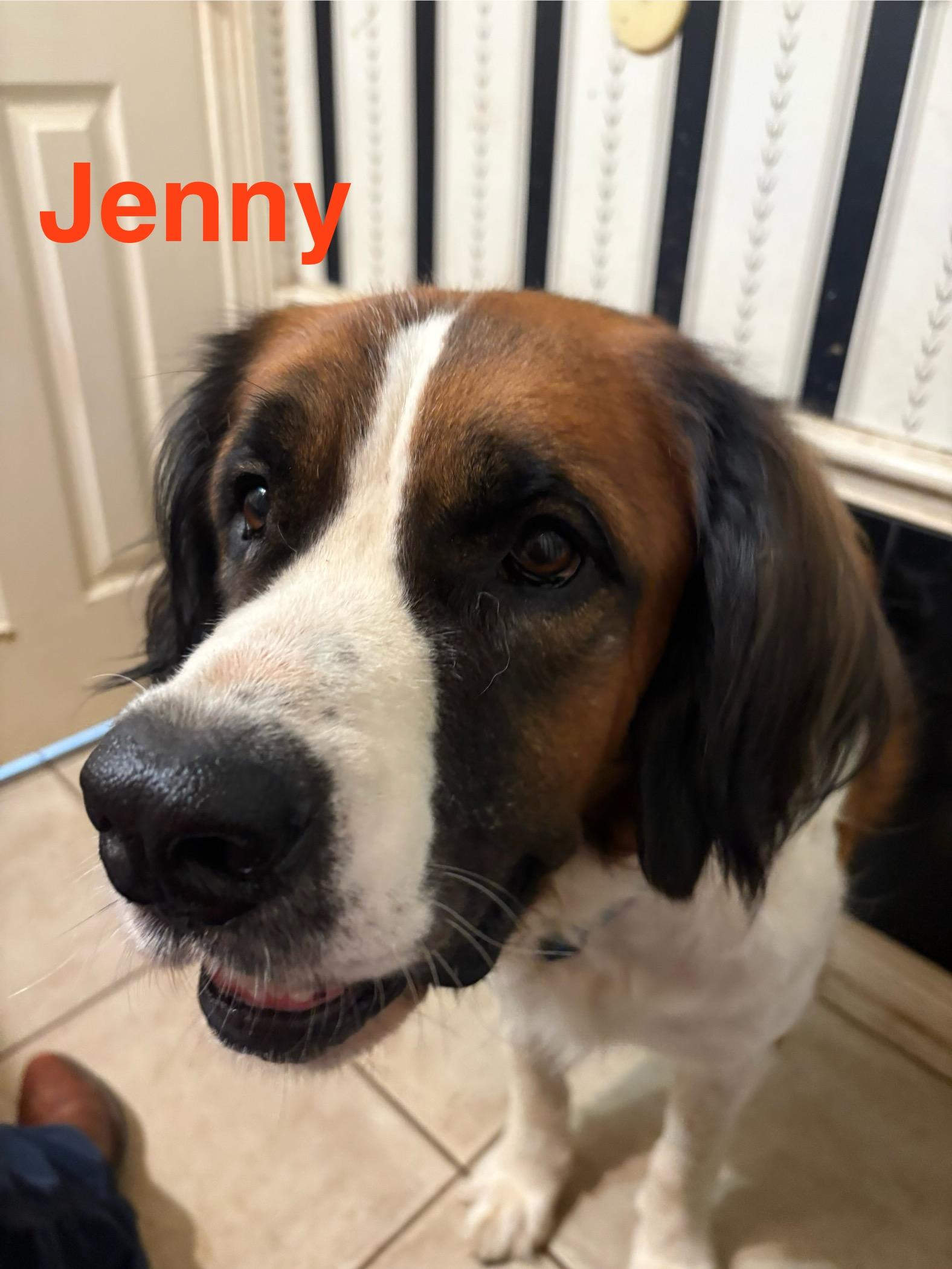 Enlarge Jenny, a Adoptable Saint Bernard in McKinney, TX image 1/3
