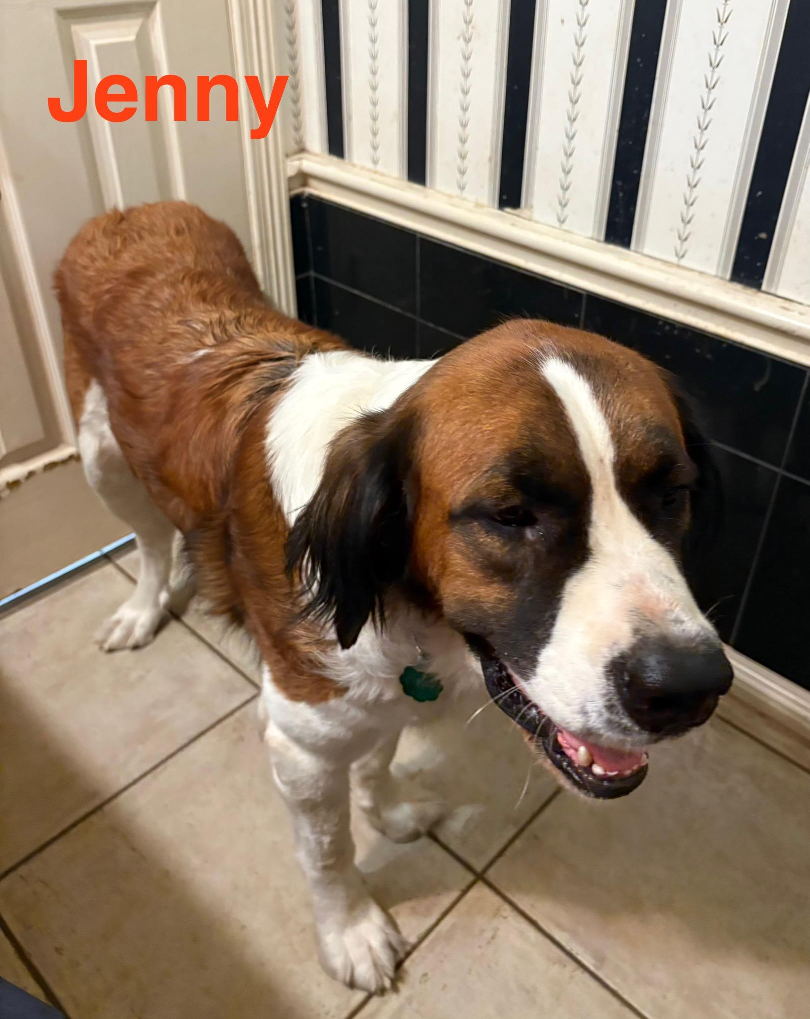 Enlarge Jenny, a Adoptable Saint Bernard in McKinney, TX image 2/3