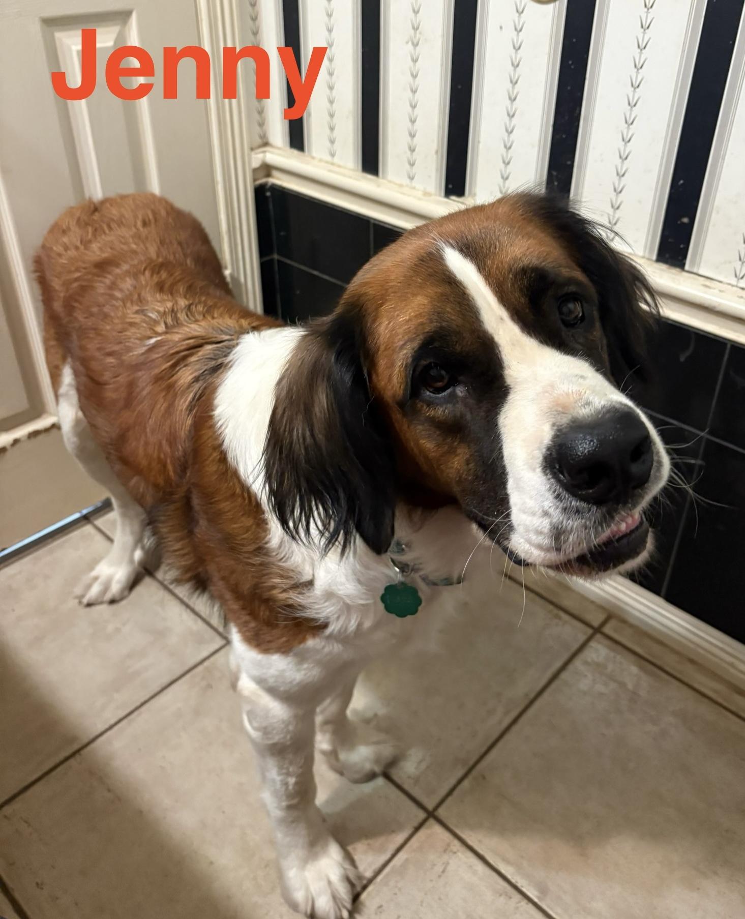 Enlarge Jenny, a Adoptable Saint Bernard in McKinney, TX image 3/3