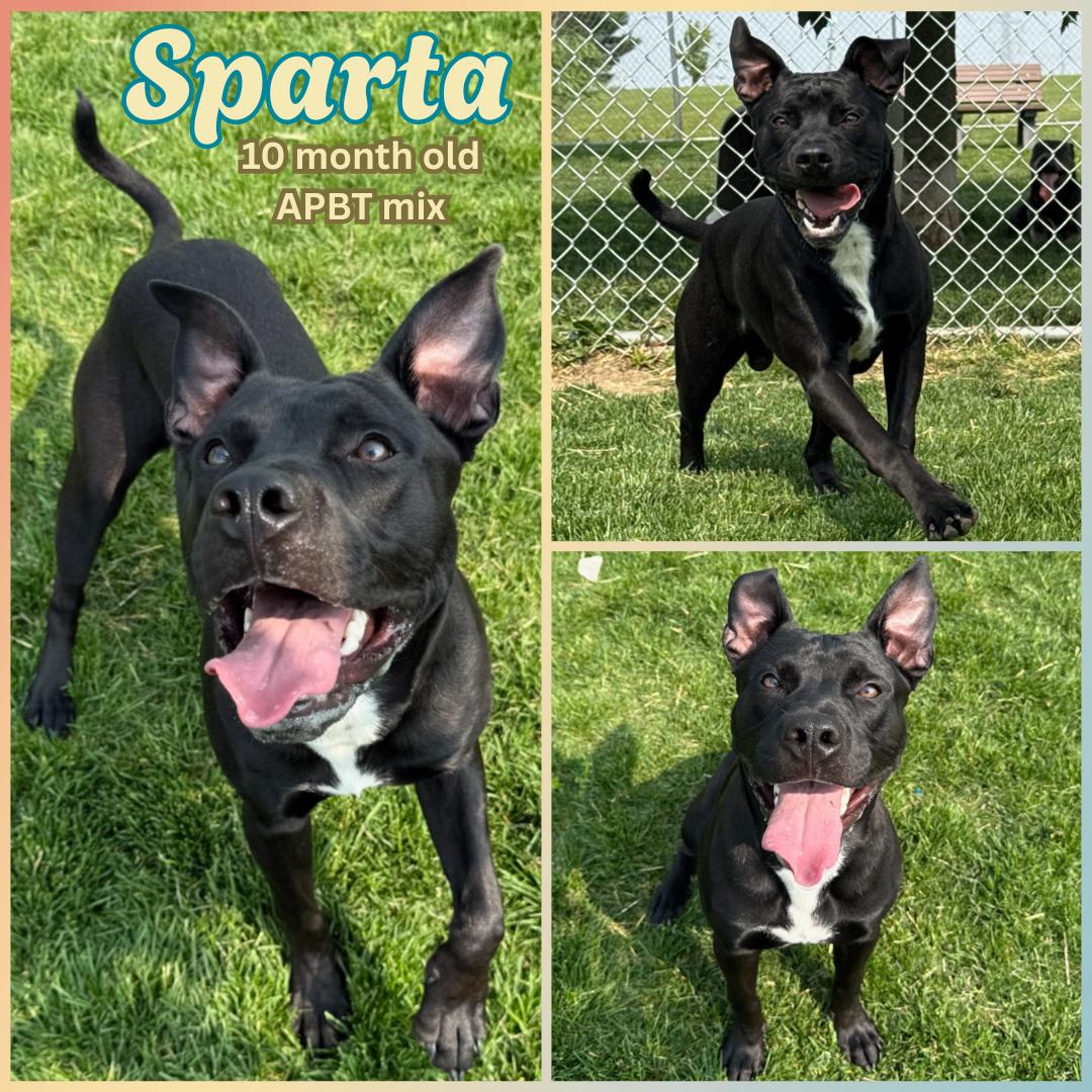 Sparta