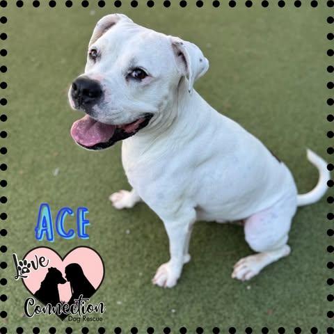 Ace, Adoptable, Young Male Boxer.