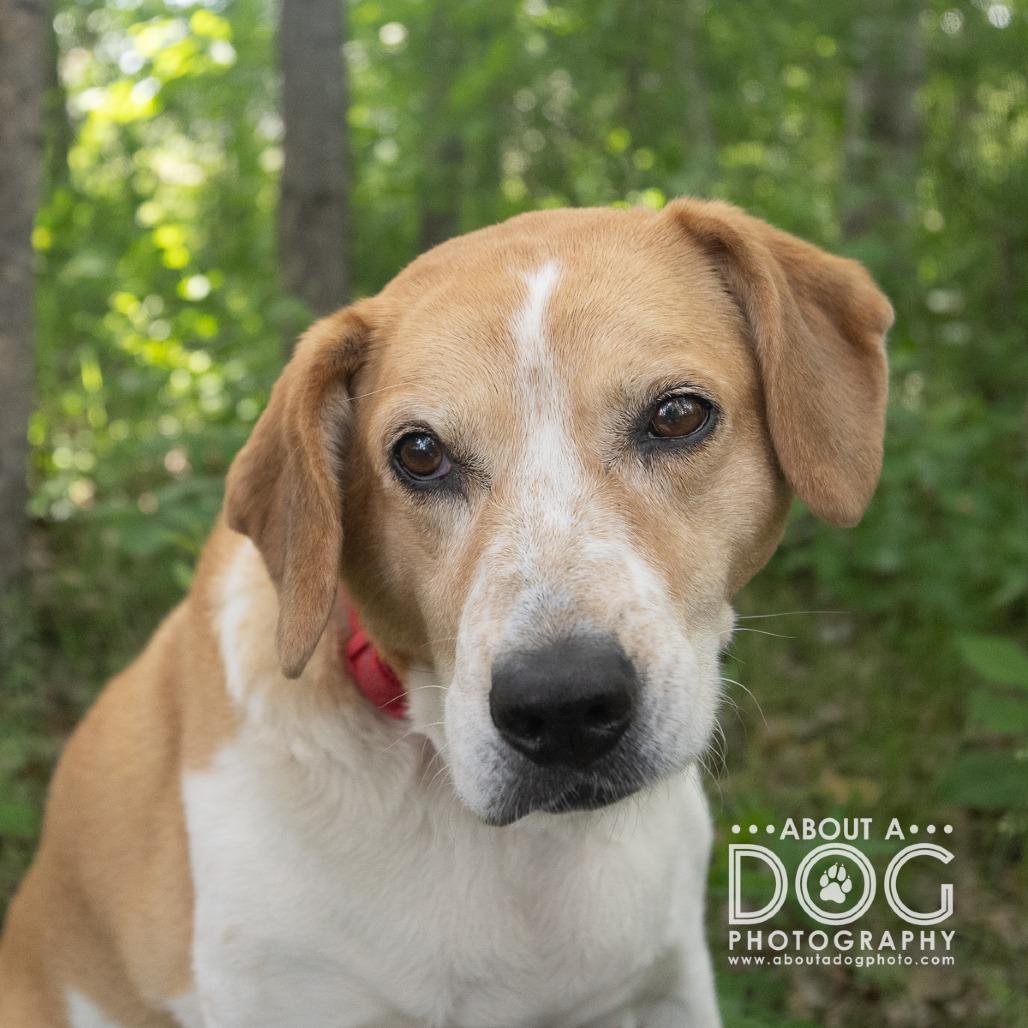 Luna, Adoptable, Senior Female Beagle & Labrador Retriever.