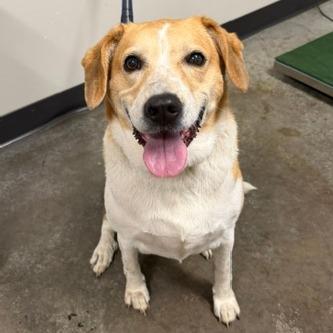 Enlarge Luna, a Adoptable mixed breed in Saint Cloud, MN image 2/6