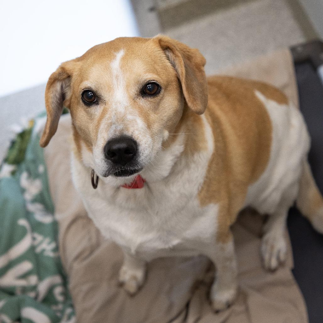 Enlarge Luna, a Adoptable mixed breed in Saint Cloud, MN image 3/6